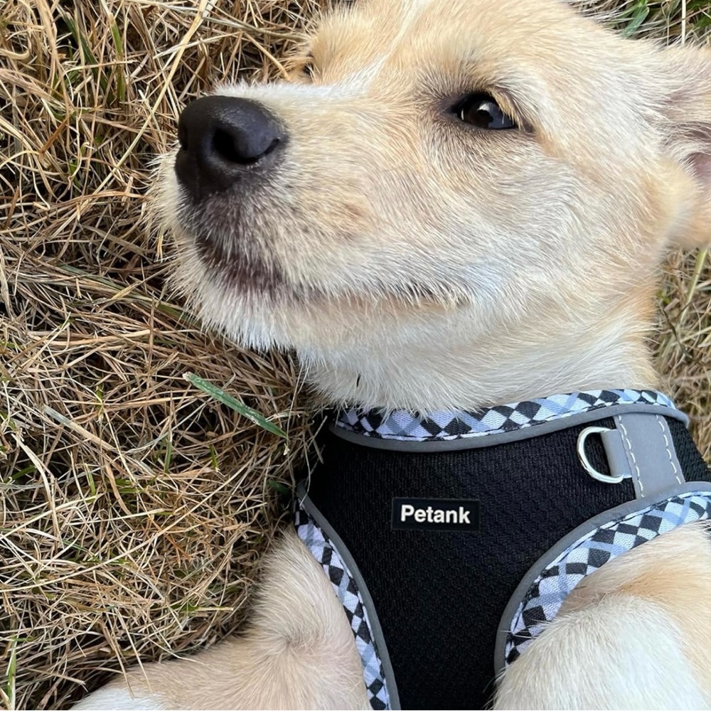 🦴Pet🦴 Petank Dog Harness Size 2XS